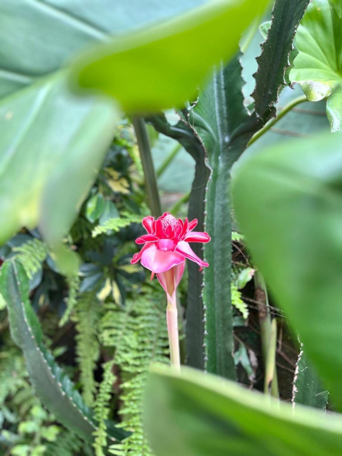 Recanto Toca Das Plantas De Ilhabela II Exteriör bild