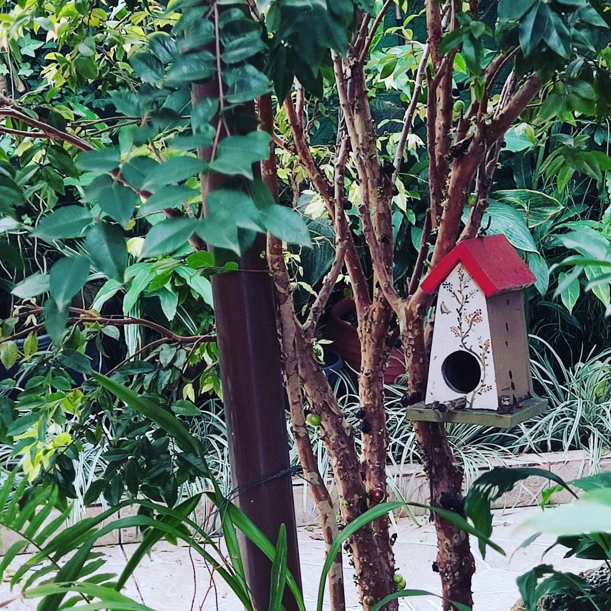Recanto Toca Das Plantas De Ilhabela II Exteriör bild